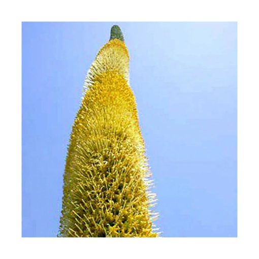 Male Strength - Agave (Fuerza masculina) - Star Essences - Imagen 2