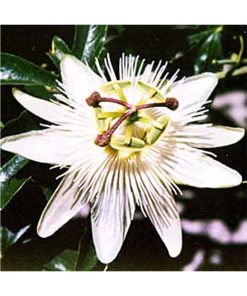 Passionflower - Pasiflora (Mi pasión) - Star Essences