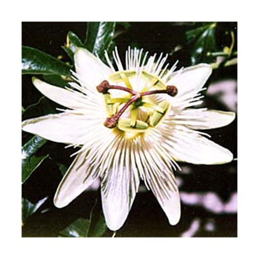 Passionflower - Pasiflora (Mi pasión) - Star Essences