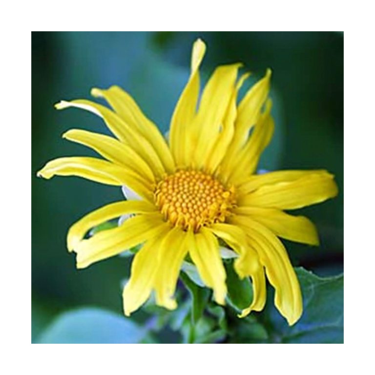 Sunflower - Girasol (Poder Solar) - Star Essences