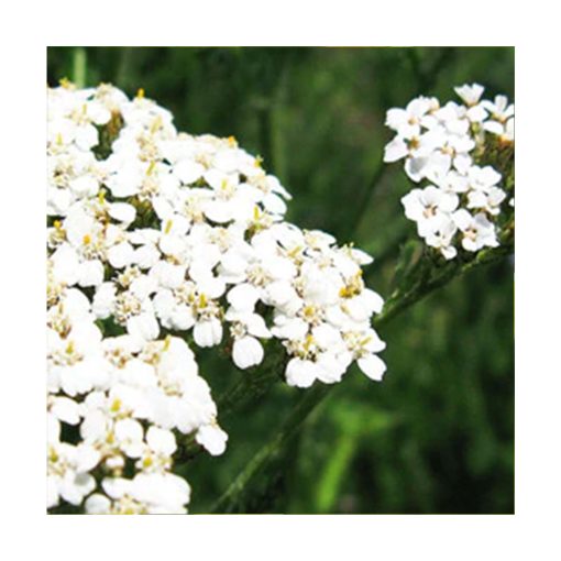 White Yarrow - Milenrama (Fuerza de Aquiles) - Star Essences - Imagen 2