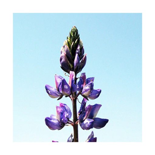Lupine - Llama Violeta - Star Essences