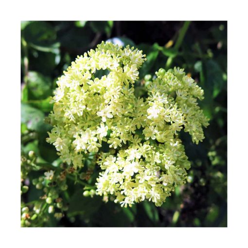 Elderberry - Cuerpo sabio - Star Essences