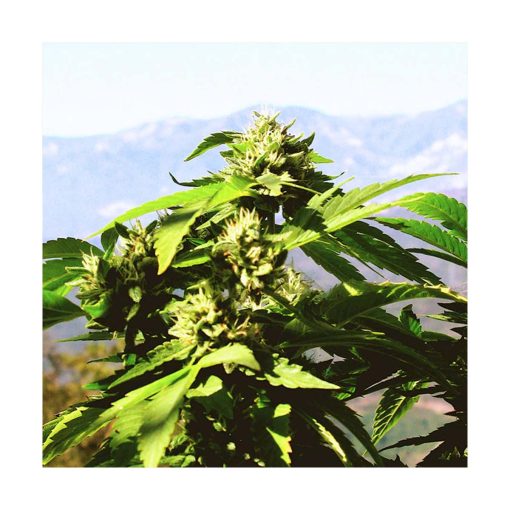 Cannabis (Conciencia ampliada) - Star Essences - Imagen 2
