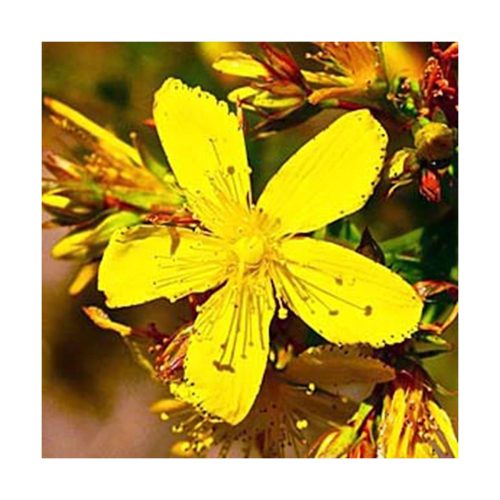 St. John's Worth - Hypericum (Ser feliz) - Star Essence - Imagen 2