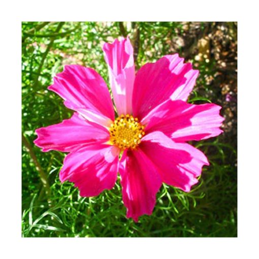 Cosmos (Expresión fluída) - Star Essences