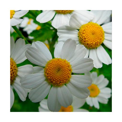 Feverfew - Tanaceto (Cabeza despejada) - Star Essences
