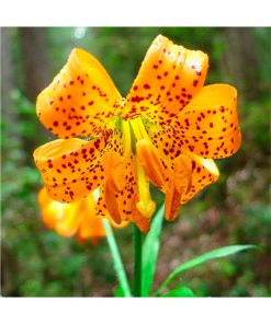 Humboldt Lily - Lirio (Servicio cooperativo) - Star Essence