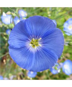 Forget me not - No me olvides (Recuerdo adorable) - Star Essence