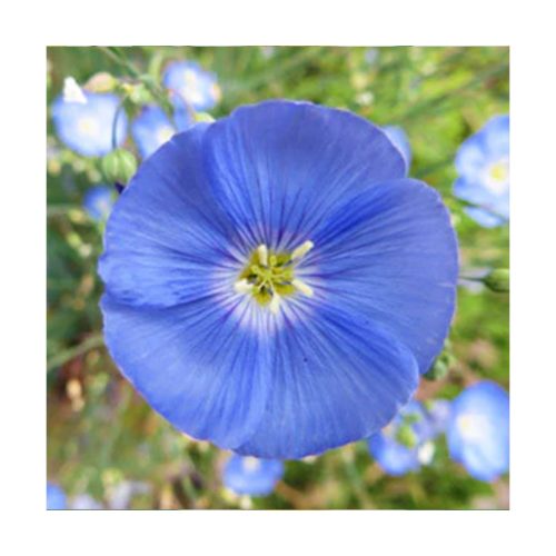 Forget me not - No me olvides (Recuerdo adorable) - Star Essence