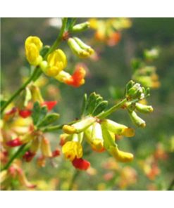 Deerweed  (Tolerancia épica) - Star Essence