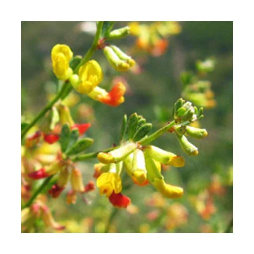 Deerweed  (Tolerancia épica) - Star Essence