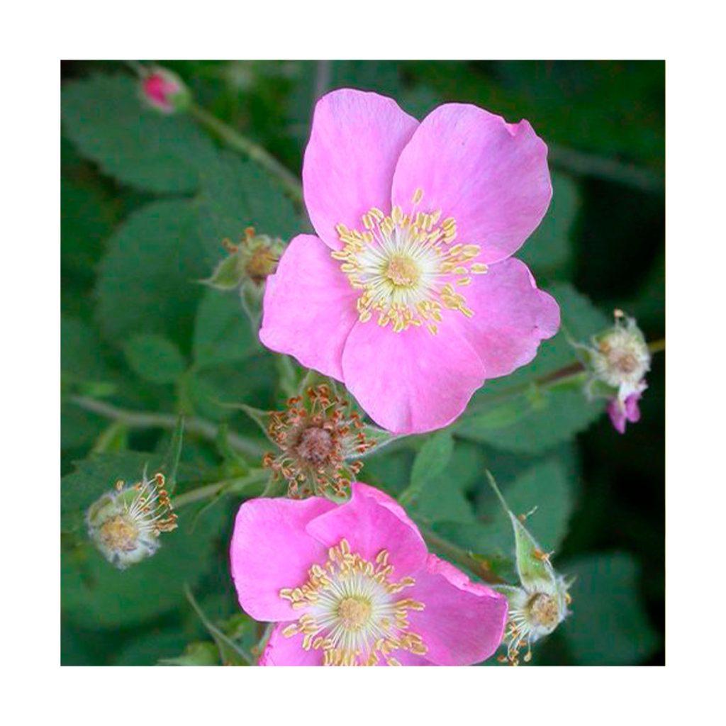 California Wild Rose (El amor de la vida) Star Essences Gaia Esencias