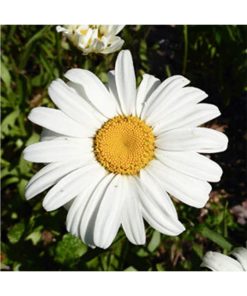 Shasta Daisy - Margarita (Mandala majestuoso) - Star Essences