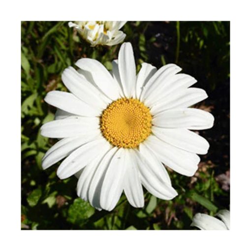Shasta Daisy - Margarita (Mandala majestuoso) - Star Essences