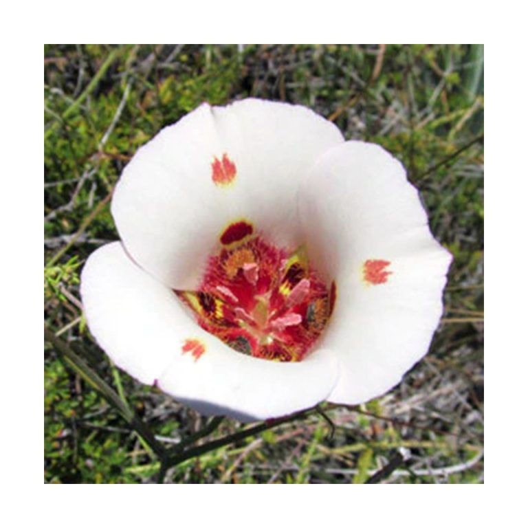 Mariposa Lily (Vínculo materno) Star Essences Gaia Esencias