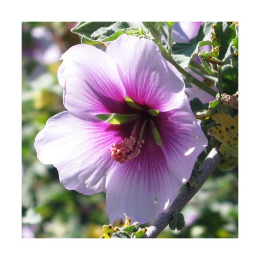 Rose Mallow - Puro y Simple - Star Essence - Imagen 2