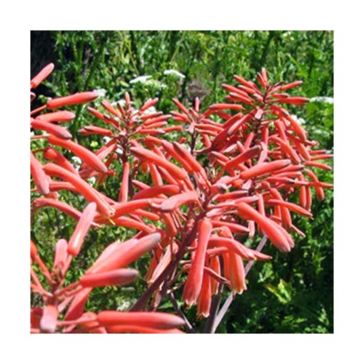 Aloe Vera (Fuerza del alma equilibrada) - Star Essence - Imagen 2