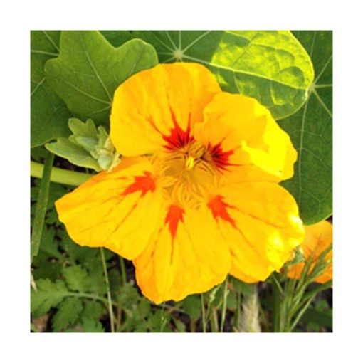 Nasturtium - Sabrosa Vitalidad - Espuela de Galán Star Essence - Imagen 2