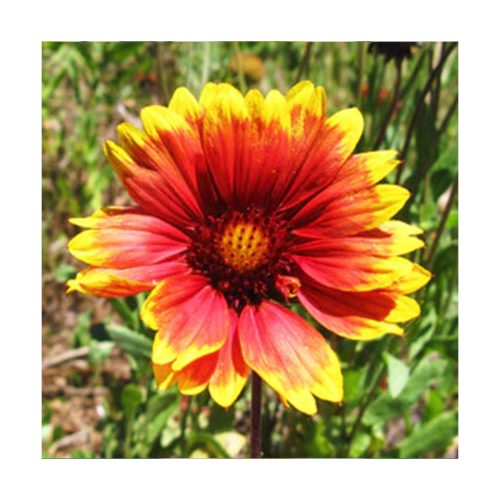 Gazania - Vivaz, Audaz y Atrevida/o - Star Essences - Imagen 2