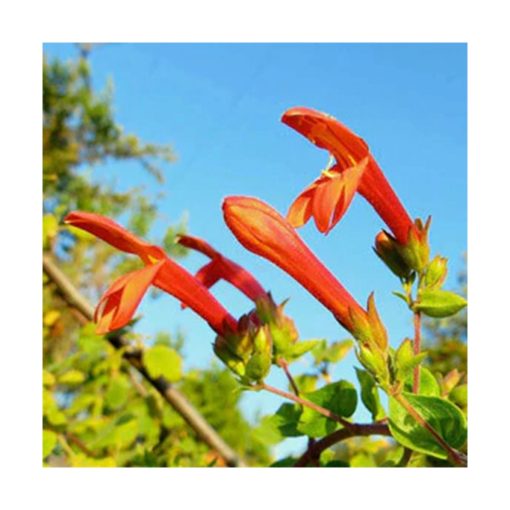 Penstemon - Valeroso y determinado - Star Essence - Imagen 2