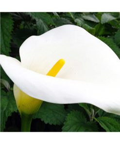 Calla Lily - Así soy - Star Essence
