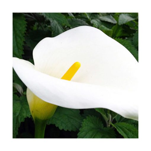 Calla Lily - Así soy - Star Essence