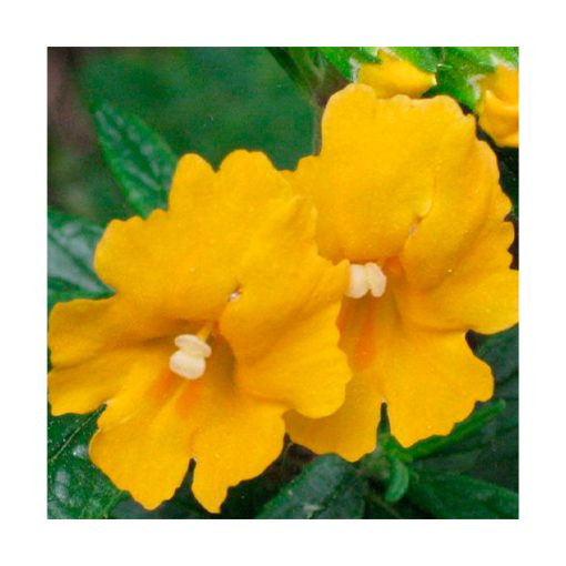 Sticky Monkey Flower (Floral Erótica) - Star Essences