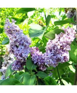 Lilac - Lila (Integración con el pasado) - Star Essences