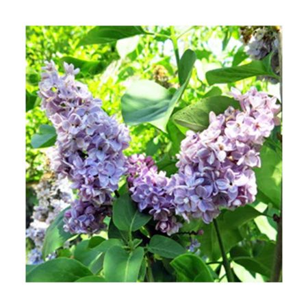 Lilac - Lila (Integración con el pasado) - Star Essences