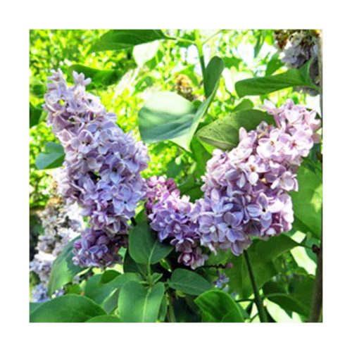 Lilac - Lila (Integración con el pasado) - Star Essences