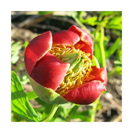 California Peony - Humility (Humildad, poder con gracia, carisma integrado) - Star Essences