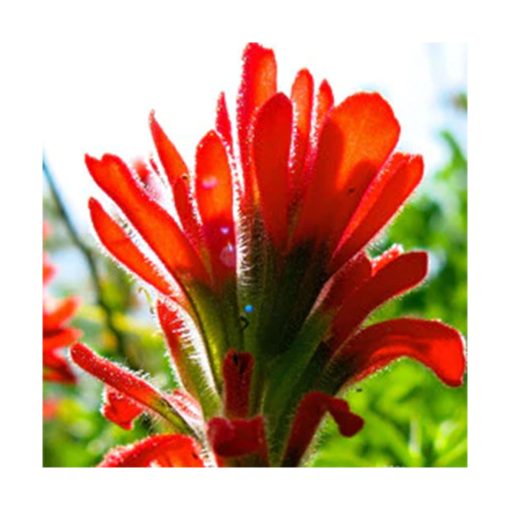 Indian Paintbrush - Catalizador de proyectos - Star Essences - Imagen 2