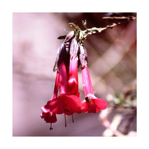 13th Gate - Cantu (Treceavo portal) - Star Essences