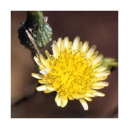 Dandelion - Diente de León - Star Essences