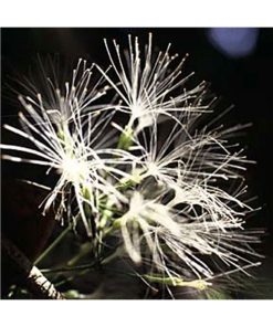 Bushilla - Star Essence