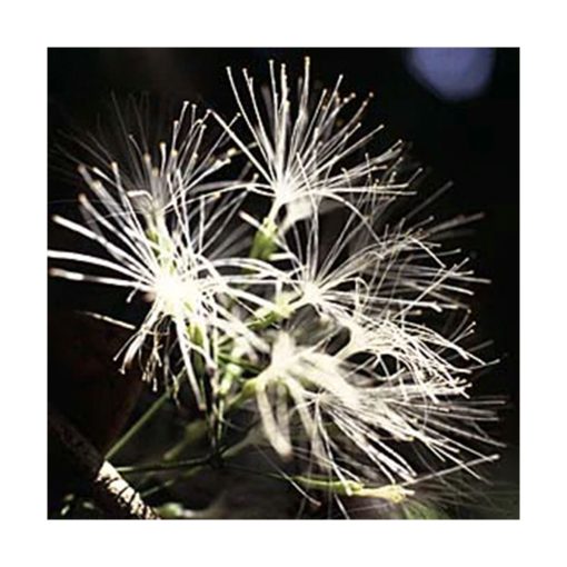 Bushilla - Star Essence