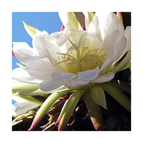 Doorway To The Heart - Cactus de San Pedro (Portal al corazón) - Star Essences