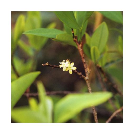 Inocencia Coca - Coca - Star Essences