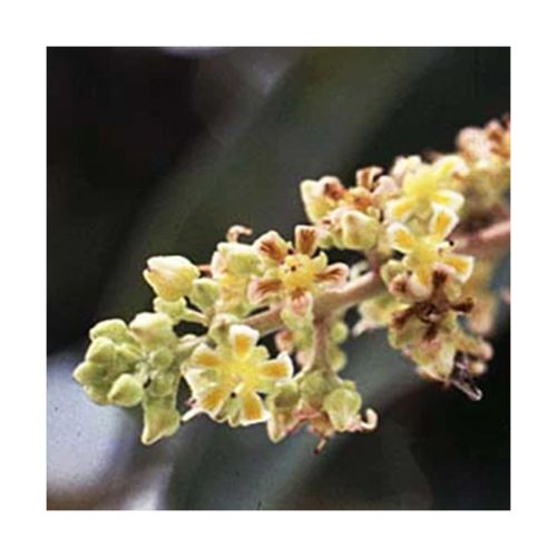 Mango Paradise (Mango paraíso) - Star Essences