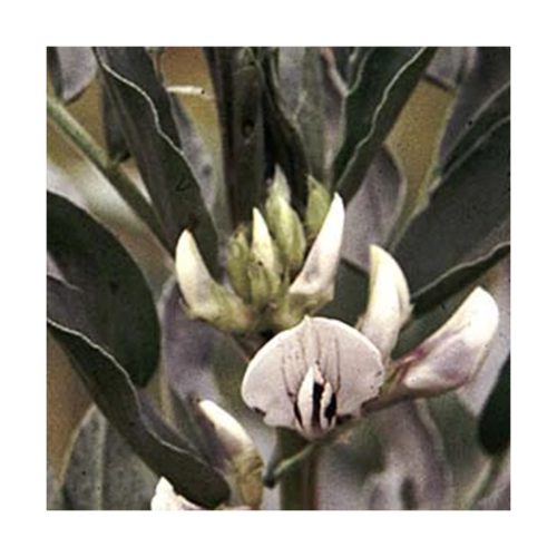 Strength and Chi - Fava (Fuerza y Chi) - Star Essences