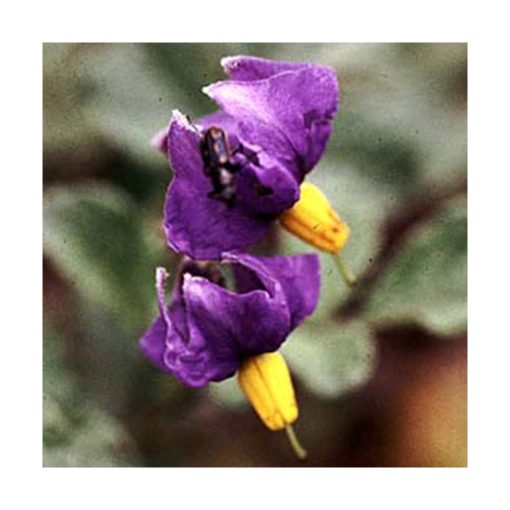 Wild Feminine - Papa (Femenina salvaje) - Star Essences