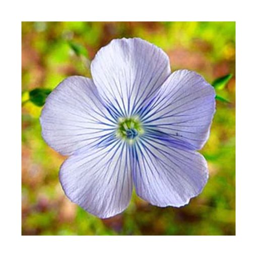 Recalibrate and Flourish - Linseed (Recalibrar y florecer) - Star Essences