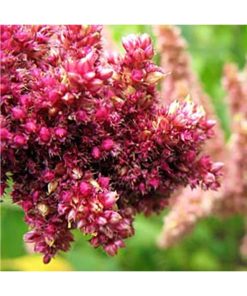 Regal Amaranth ~ RA - Amaranto - Star Essence