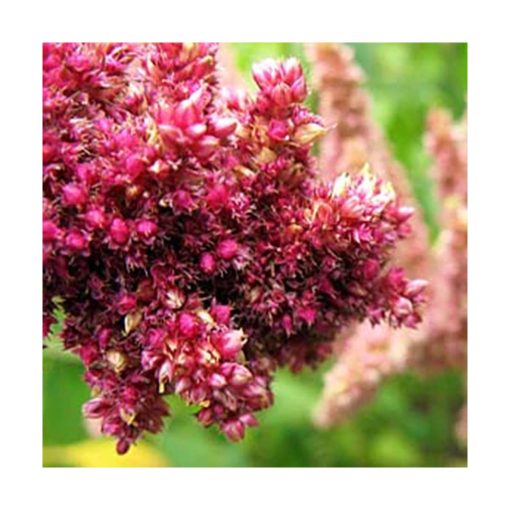 Regal Amaranth ~ RA - Amaranto - Star Essence