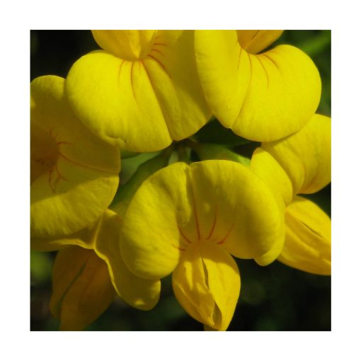Alfalfa Chilota - Sylfos - Imagen 2