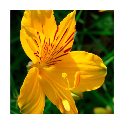 Amancay - Sylfos - Imagen 2