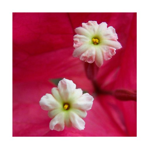 Bougainvillea - Sylfos - Imagen 2