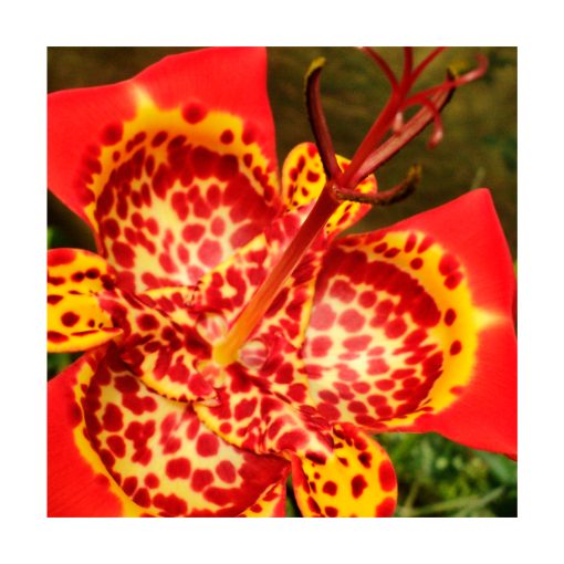 Flor de un día - Sylfos - Imagen 2