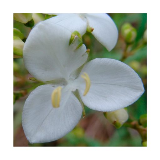 Libertia - Sylfos - Imagen 2